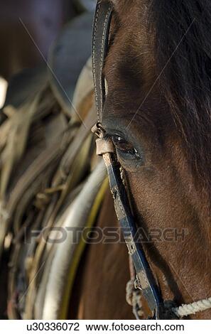 Close-up of a horse, Sayulita, Nayarit, Mexico View Large Photo Image Stock Image - Close-up of a horse, Sayulita, Nayarit, Mexico. Fotosearch