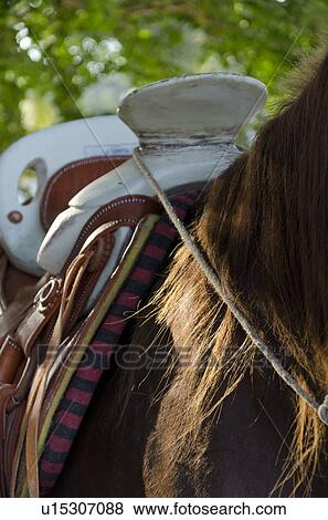 Close-up of a horse, Sayulita, Nayarit, Mexico View Large Photo Image Stock Photo - Close-up of a horse, Sayulita, Nayarit, Mexico. Fotosearch