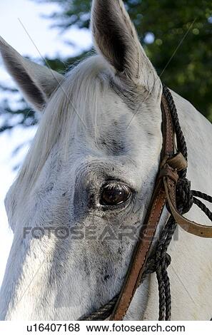 Close-up of a horse, Sayulita, Nayarit, Mexico View Large Photo Image Stock Photo - Close-up of a horse, Sayulita, Nayarit, Mexico. Fotosearch
