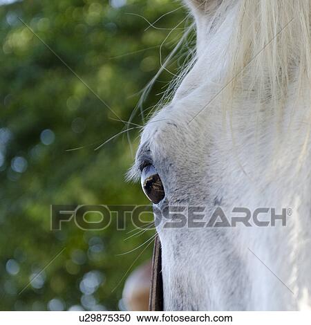 Stock Image - Close-up of a horse's eye, Sayulita, Nayarit, Mexico. Fotosearch