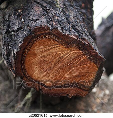 Close-up of a log, Nairn Falls Provincial Park, Whistler, British Columbia, Canada View Large Photo Image Stock Photography - Close-up of a log, Nairn Falls Provincial Park, Whistler, British Columbia, Canada. Fotosearch