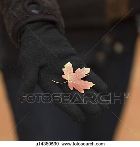 Stock Image - Close-up of a person's hand with maple leaf on it, Zion National Park, Utah, USA. Fotosearch