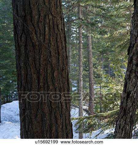 Stock Photo - Close-up of a tree trunk, Whistler, British Columbia, Canada. Fotosearch