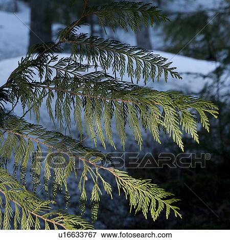 Stock Photo - Close-up of fern leaves, Whistler, British Columbia, Canada. Fotosearch