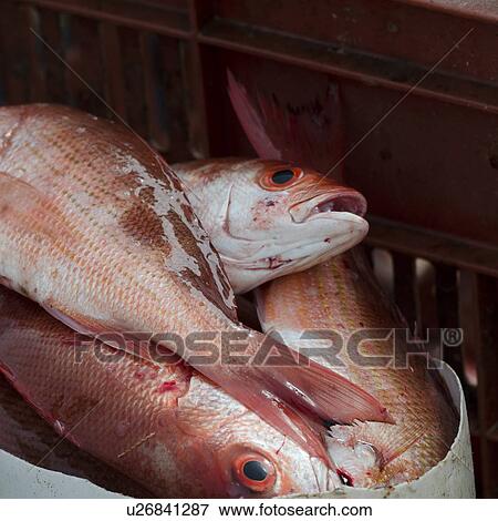 Stock Photo - Close-up of fish for sale at market, Sayulita, Nayarit, Mexico. Fotosearch