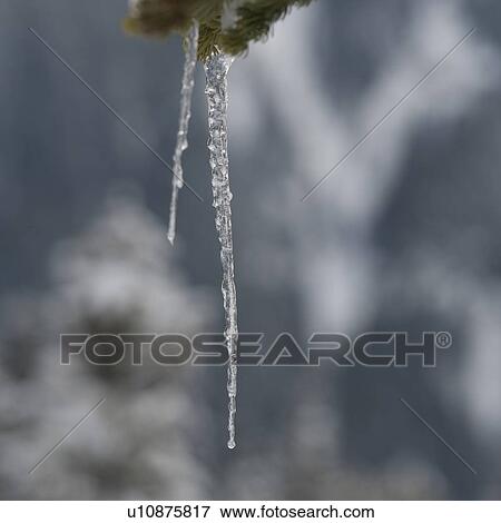 Stock Photo - Close-up of icicles formation, Whistler, British Columbia, Canada. Fotosearch