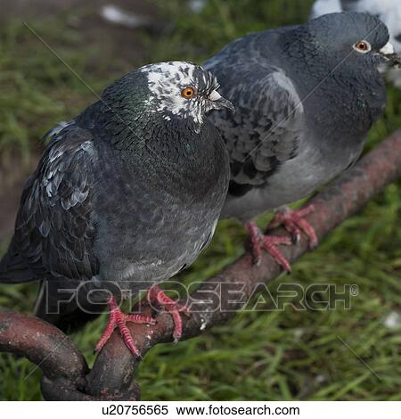 Close-up of two pigeons, St. Petersburg, Russia View Large Photo Image Stock Photography - Close-up of two pigeons, St. Petersburg, Russia. Fotosearch