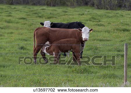 Stock Image - Cow nursing its calf in a pasture, Northern Alberta, Alberta, Canada. Fotosearch