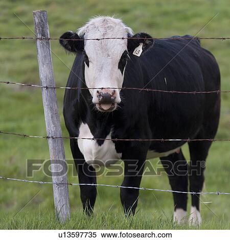Cow standing behind a fence, Northern Alberta, Alberta, Canada View Large Photo Image Stock Photography - Cow standing behind a fence, Northern Alberta, Alberta, Canada. Fotosearch