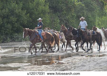 Cowboys riding horses on the beach, Sayulita, Nayarit, Mexico View Large Photo Image Stock Image - Cowboys riding horses on the beach, Sayulita, Nayarit, Mexico. Fotosearch