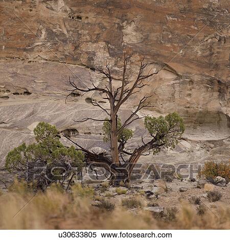 Dead tree on a cliff, Utah, USA View Large Photo Image Stock Photography - Dead tree on a cliff, Utah, USA. Fotosearch