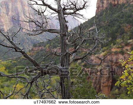 Stock Image - Dead tree with rock formations in the background, Zion National Park, Utah, USA. Fotosearch