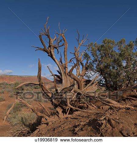 Dead trees in a desert, Paria Canyon, Paria, Kane County, Utah, USA View Large Photo Image Stock Photo - Dead trees in a desert, Paria Canyon, Paria, Kane County, Utah, USA. Fotosearch