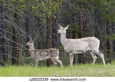 Stock Photo - Deer in a forest, Jasper National Park, Alberta, Canada. Fotosearch