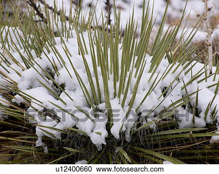 Desert plant with snow, Grand Staircase-Escalante National Monument, Utah, USA View Large Photo Image Stock Image - Desert plant with snow, Grand Staircase-Escalante National Monument, Utah, USA. Fotosearch