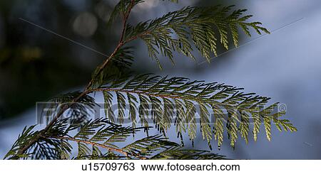 Detail of pine leaves, Whistler, British Columbia, Canada View Large Photo Image Stock Image - Detail of pine leaves, Whistler, British Columbia, Canada. Fotosearch