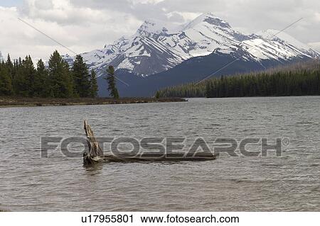 Driftwood in Maligne Lake, Jasper National Park, Alberta, Canada View Large Photo Image Stock Image - Driftwood in Maligne Lake, Jasper National Park, Alberta, Canada. Fotosearch