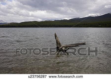 Driftwood in Maligne Lake, Jasper National Park, Alberta, Canada View Large Photo Image Stock Photo - Driftwood in Maligne Lake, Jasper National Park, Alberta, Canada. Fotosearch