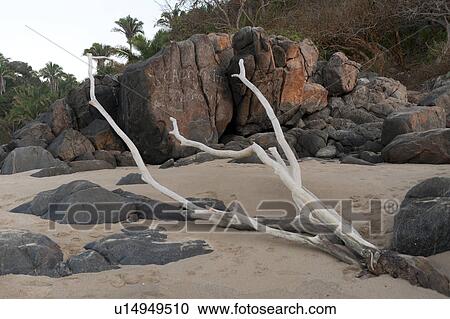 Stock Image - Driftwood on the beach, Sayulita, Nayarit, Mexico. Fotosearch