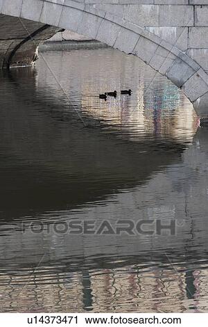 Ducks in a canal under a bridge, Griboyedov Canal, St. Petersburg, Russia View Large Photo Image Stock Image - Ducks in a canal under a bridge, Griboyedov Canal, St. Petersburg, Russia. Fotosearch