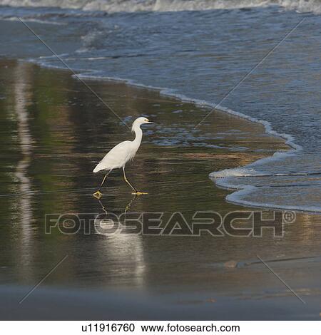 Stock Image - Egret foraging on the beach, Sayulita, Nayarit, Mexico. Fotosearch
