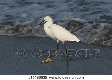 Stock Photography - Egret foraging on the beach, Sayulita, Nayarit, Mexico. Fotosearch
