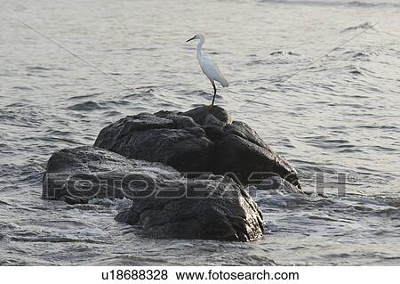 Stock Photo - Egret on a rock in the sea, Sayulita, Nayarit, Mexico. Fotosearch