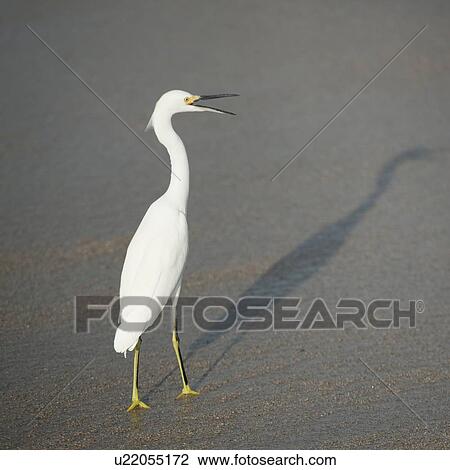 Egret on the beach, Sayulita, Nayarit, Mexico View Large Photo Image Stock Image - Egret on the beach, Sayulita, Nayarit, Mexico. Fotosearch