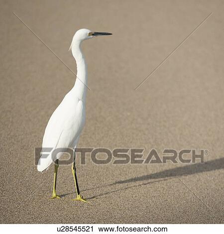 Egret on the beach, Sayulita, Nayarit, Mexico View Large Photo Image Stock Image - Egret on the beach, Sayulita, Nayarit, Mexico. Fotosearch