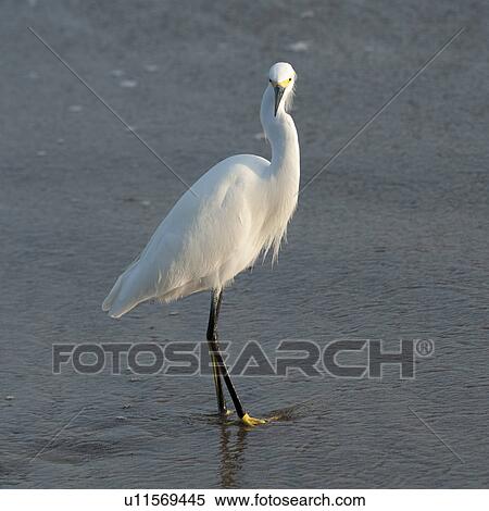 Egret on the beach, Sayulita, Nayarit, Mexico View Large Photo Image Stock Photography - Egret on the beach, Sayulita, Nayarit, Mexico. Fotosearch
