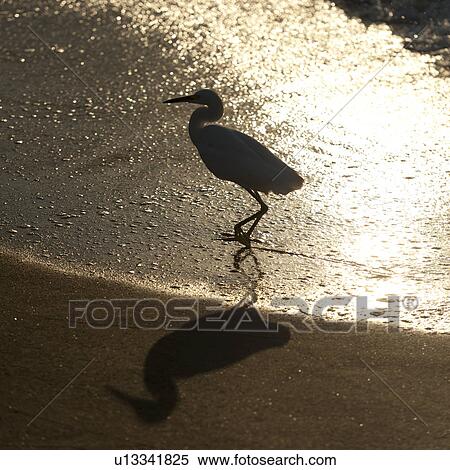 Egret on the beach, Sayulita, Nayarit, Mexico View Large Photo Image Stock Photography - Egret on the beach, Sayulita, Nayarit, Mexico. Fotosearch