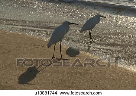 Egrets foraging on the beach, Sayulita, Nayarit, Mexico View Large Photo Image Picture - Egrets foraging on the beach, Sayulita, Nayarit, Mexico. Fotosearch