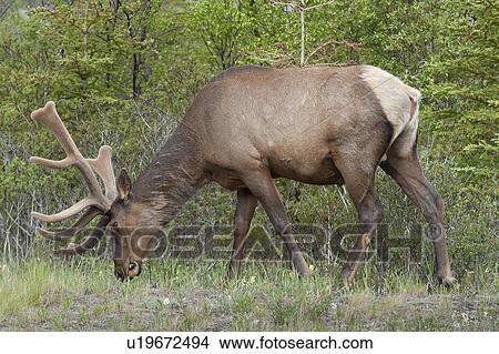 Elk (Cercus canadensis) grazing in a forest, Jasper National Park, Alberta, Canada View Large Photo Image Picture - Elk (Cercus canadensis) grazing in a forest, Jasper National Park, Alberta, Canada. Fotosearch