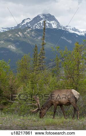 Stock Image - Elk (Cercus canadensis) grazing in a forest, Jasper National Park, Alberta, Canada. Fotosearch