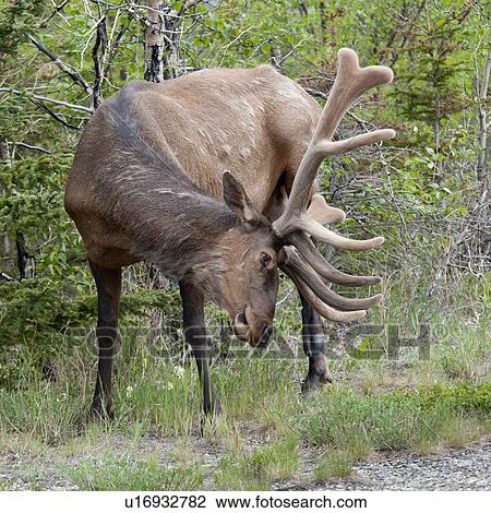 Elk (Cercus canadensis) in a forest, Jasper National Park, Alberta, Canada View Large Photo Image Stock Image - Elk (Cercus canadensis) in a forest, Jasper National Park, Alberta, Canada. Fotosearch
