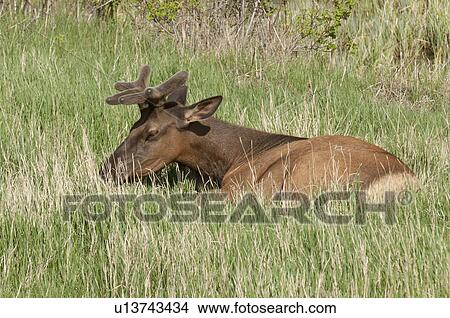 Elk (Cercus canadensis) resting on grass, Jasper National Park, Alberta, Canada View Large Photo Image Picture - Elk (Cercus canadensis) resting on grass, Jasper National Park, Alberta, Canada. Fotosearch