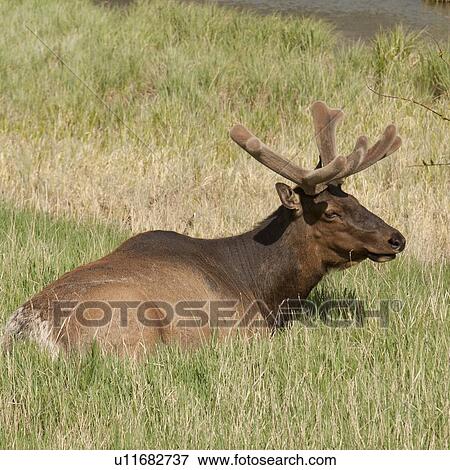 Stock Photo - Elk (Cercus canadensis) resting on grass, Jasper National Park, Alberta, Canada. Fotosearch