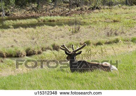 Elk (Cercus canadensis) resting on grass, Jasper National Park, Alberta, Canada View Large Photo Image Stock Photo - Elk (Cercus canadensis) resting on grass, Jasper National Park, Alberta, Canada. Fotosearch