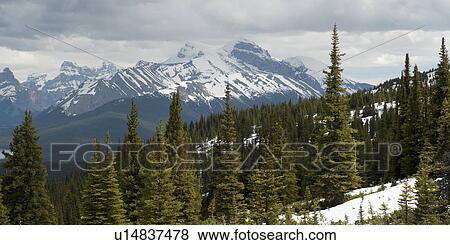 Evergreen trees in a forest, Jasper National Park, Alberta, Canada View Large Photo Image Stock Photo - Evergreen trees in a forest, Jasper National Park, Alberta, Canada. Fotosearch