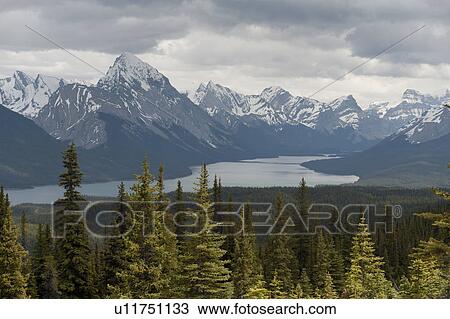 Stock Image - Evergreen trees in a forest, Maligne Lake, Jasper National Park, Alberta, Canada. Fotosearch