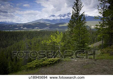 Evergreen trees with Maligne Lake and mountains in the background viewed from Bald Hills Trail, Jasper National Park, Alberta, Canada View Large Photo Image Picture - Evergreen trees with Maligne Lake and mountains in the background viewed from Bald Hills Trail, Jasper National Park, Alberta, Canada. Fotosearch