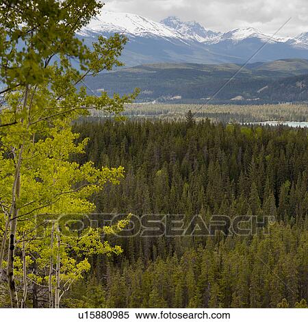 Evergreen trees with mountain range in the background, Jasper National Park, Alberta, Canada View Large Photo Image Stock Photography - Evergreen trees with mountain range in the background, Jasper National Park, Alberta, Canada. Fotosearch
