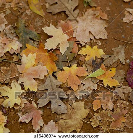 Fallen maple leaves in autumn, Zion National Park, Utah, USA View Large Photo Image Picture - Fallen maple leaves in autumn, Zion National Park, Utah, USA. Fotosearch