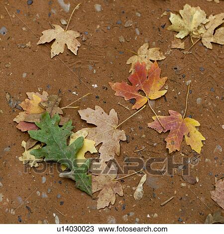 Stock Image - Fallen maple leaves in autumn, Zion National Park, Utah, USA. Fotosearch