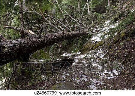 Stock Photo - Fallen tree in a forest, Nairn Falls Provincial Park, British Columbia, Canada. Fotosearch