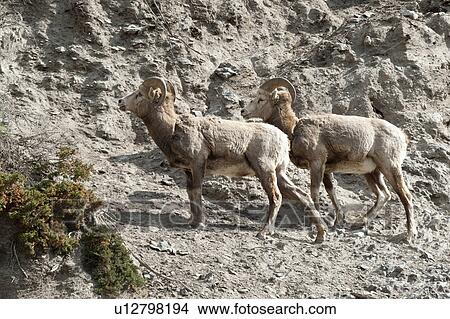 Picture - Female Bighorn sheep (Ovis canadensis), Jasper National Park, Alberta, Canada. Fotosearch