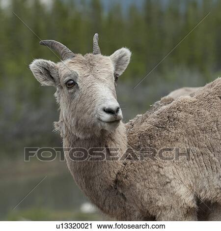 Female Bighorn sheep (Ovis canadensis), Jasper National Park, Alberta, Canada View Large Photo Image Stock Image - Female Bighorn sheep (Ovis canadensis), Jasper National Park, Alberta, Canada. Fotosearch