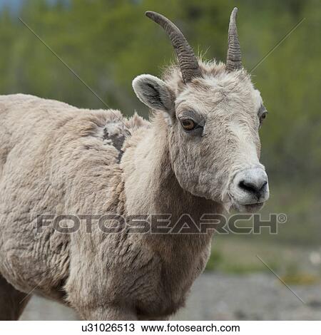 Stock Image - Female Bighorn sheep (Ovis canadensis), Jasper National Park, Alberta, Canada. Fotosearch