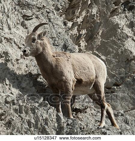 Stock Photo - Female Bighorn sheep (Ovis canadensis), Jasper National Park, Alberta, Canada. Fotosearch