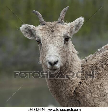 Female Bighorn sheep (Ovis canadensis), Jasper National Park, Alberta, Canada View Large Photo Image Stock Photograph - Female Bighorn sheep (Ovis canadensis), Jasper National Park, Alberta, Canada. Fotosearch